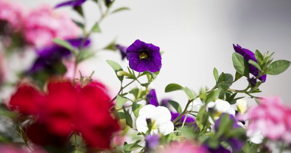 Lila, rosa och röda blommor.