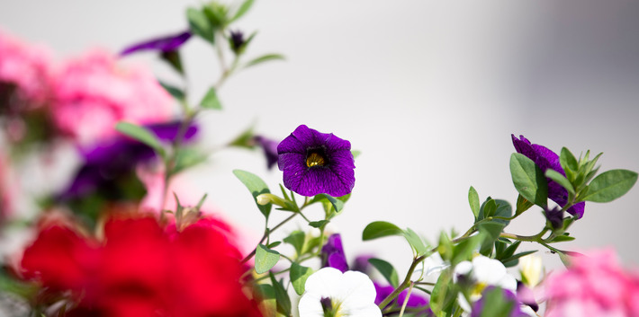 Lila, rosa och röda blommor.